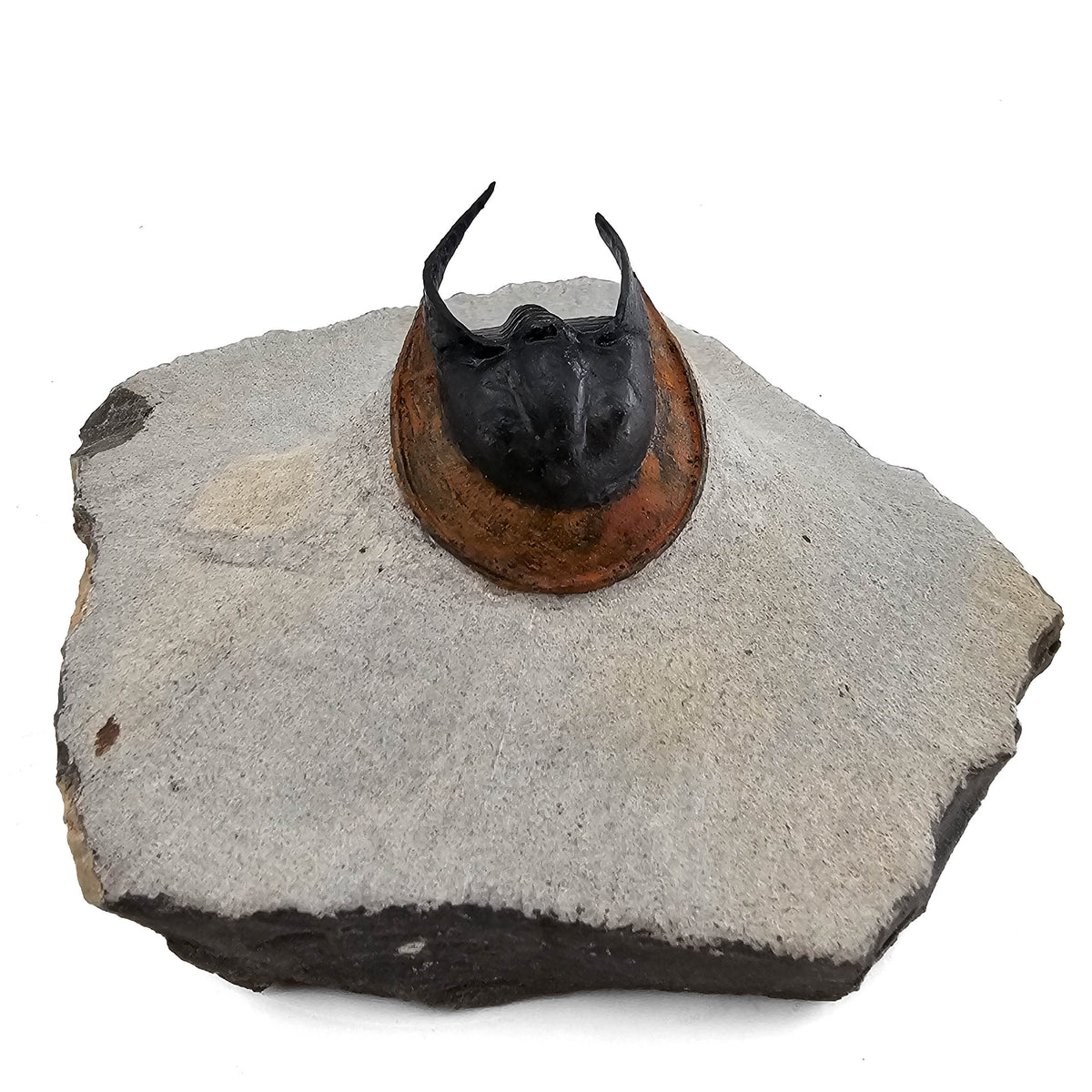 Harpes Trilobite fossil specimen from Lower Devonian fossil beds, Anti-Atlas region, Morocco.