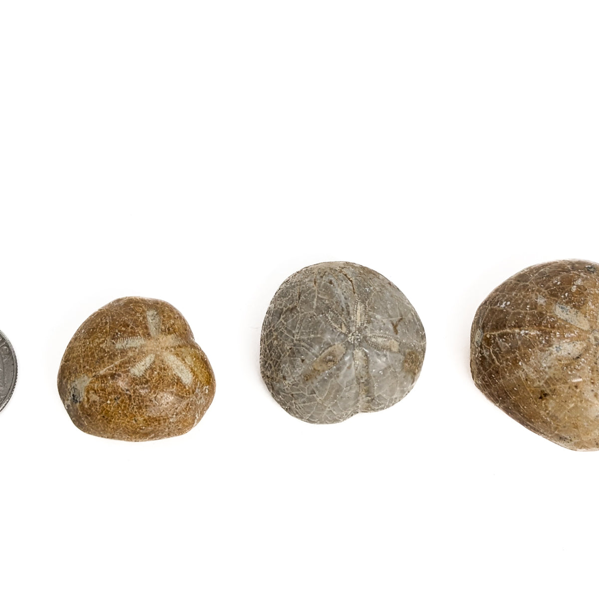 Heart Urchin fossil.