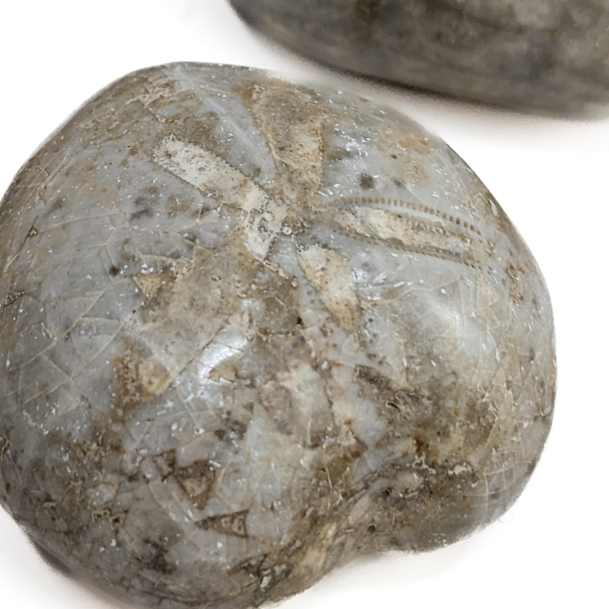 Heart Urchin fossil.