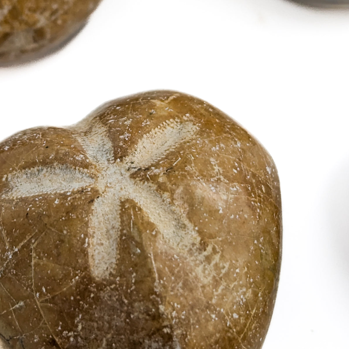 Heart Urchin fossil.