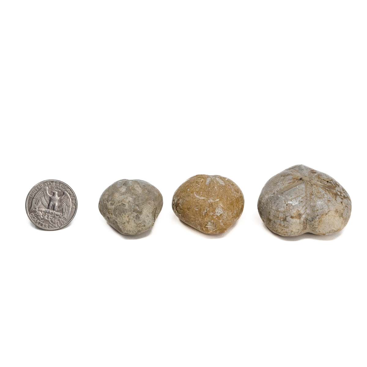 Heart Urchin fossil.