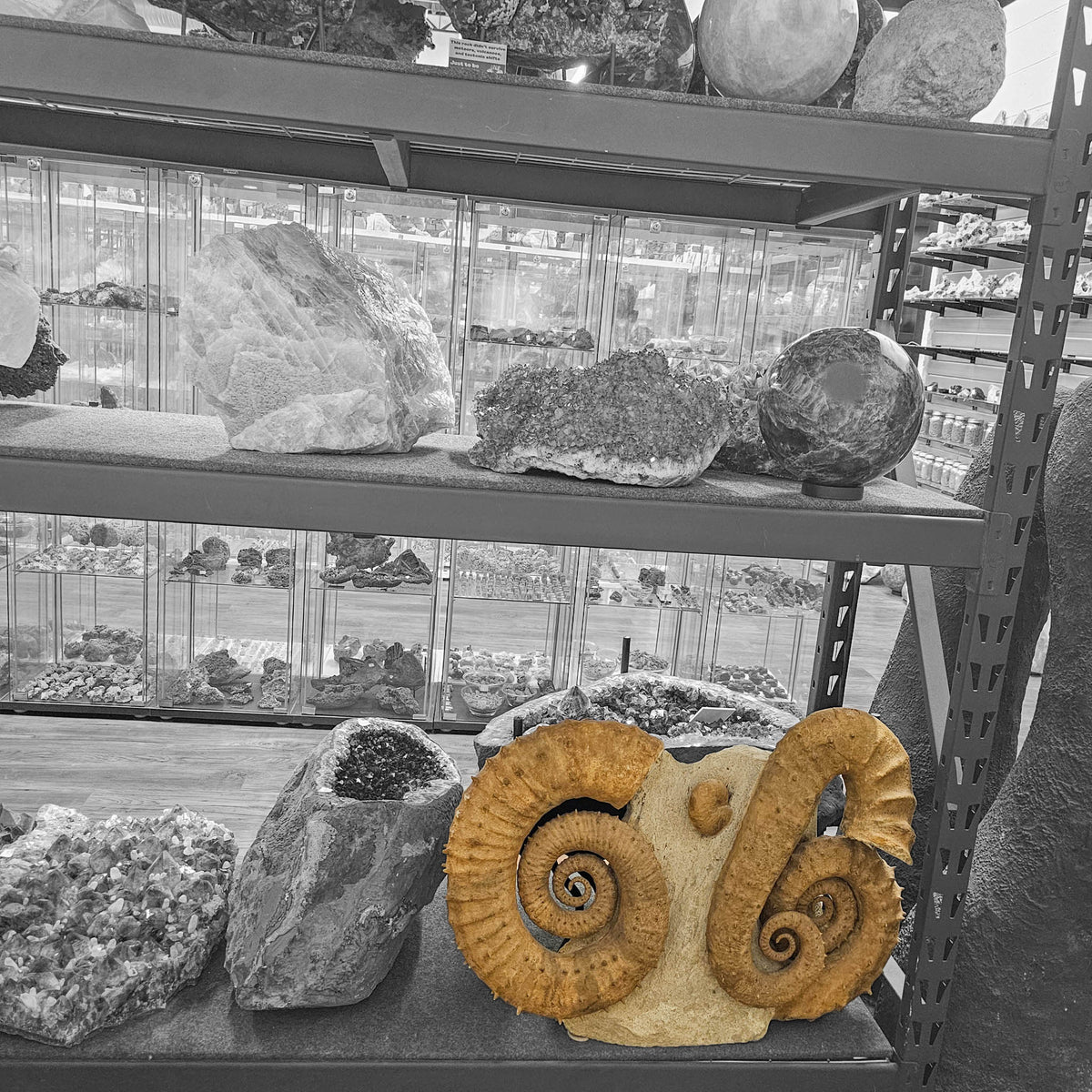 Heteromorph Ammonite fossil statement specimen from Tafilalt fossil regions, Morocco.