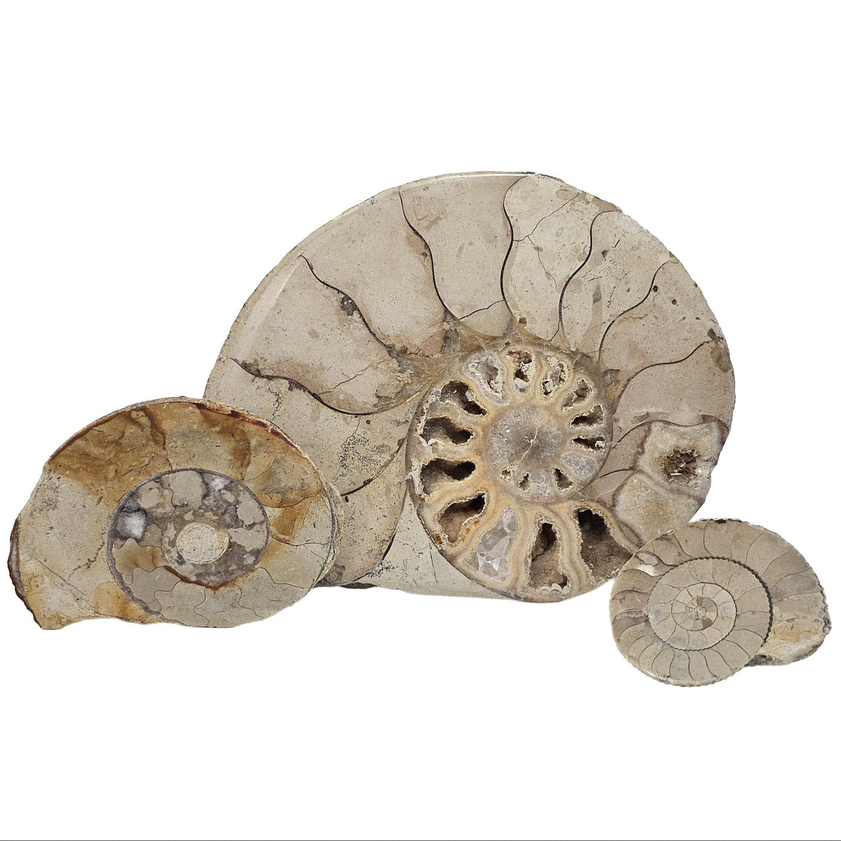 Hildoceras Ammonite - Fossil - Early Jurassic - Somerset, UK