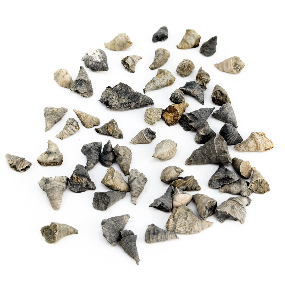 Horn Coral fossil from Illinois, USA.