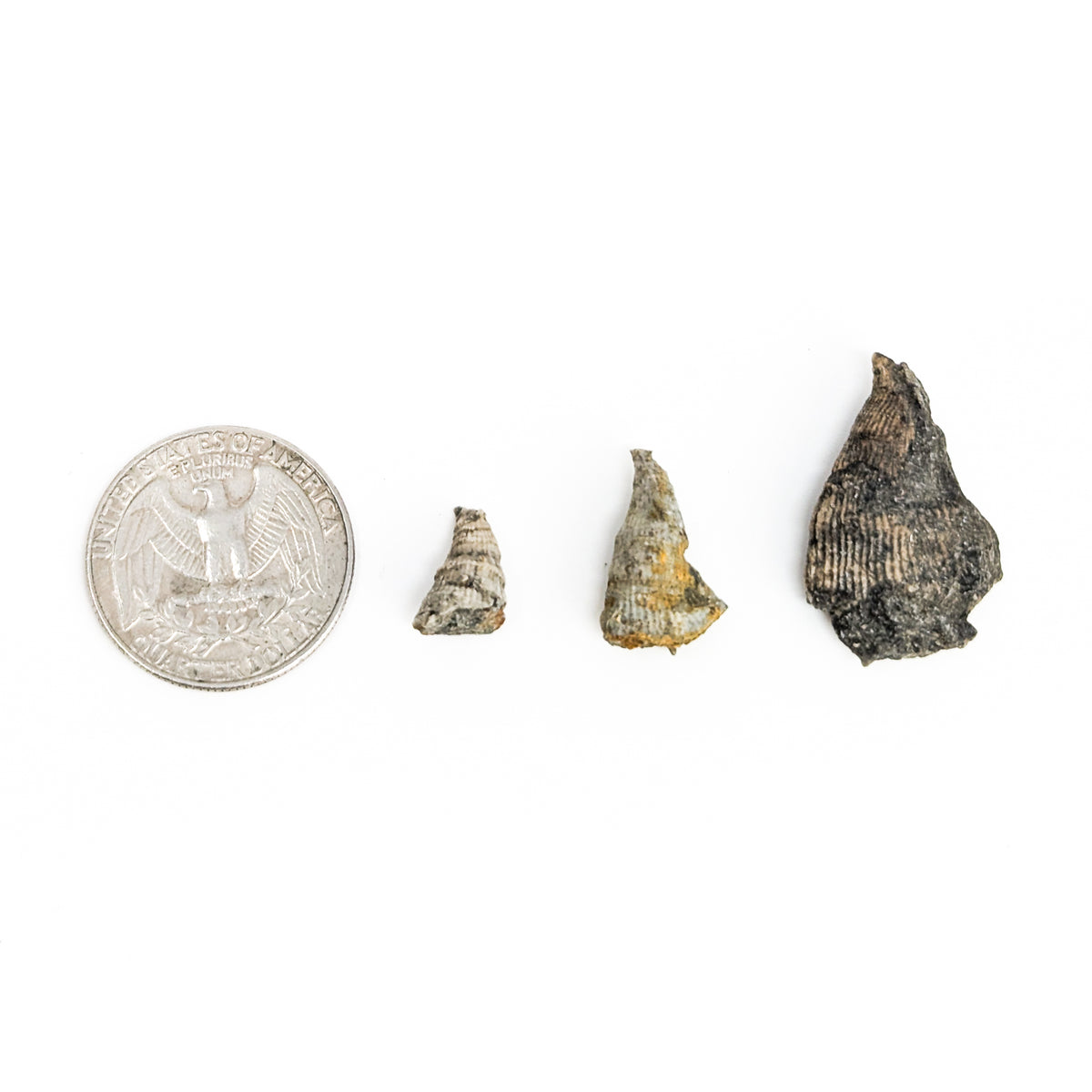 Horn Coral fossil from Illinois, USA.