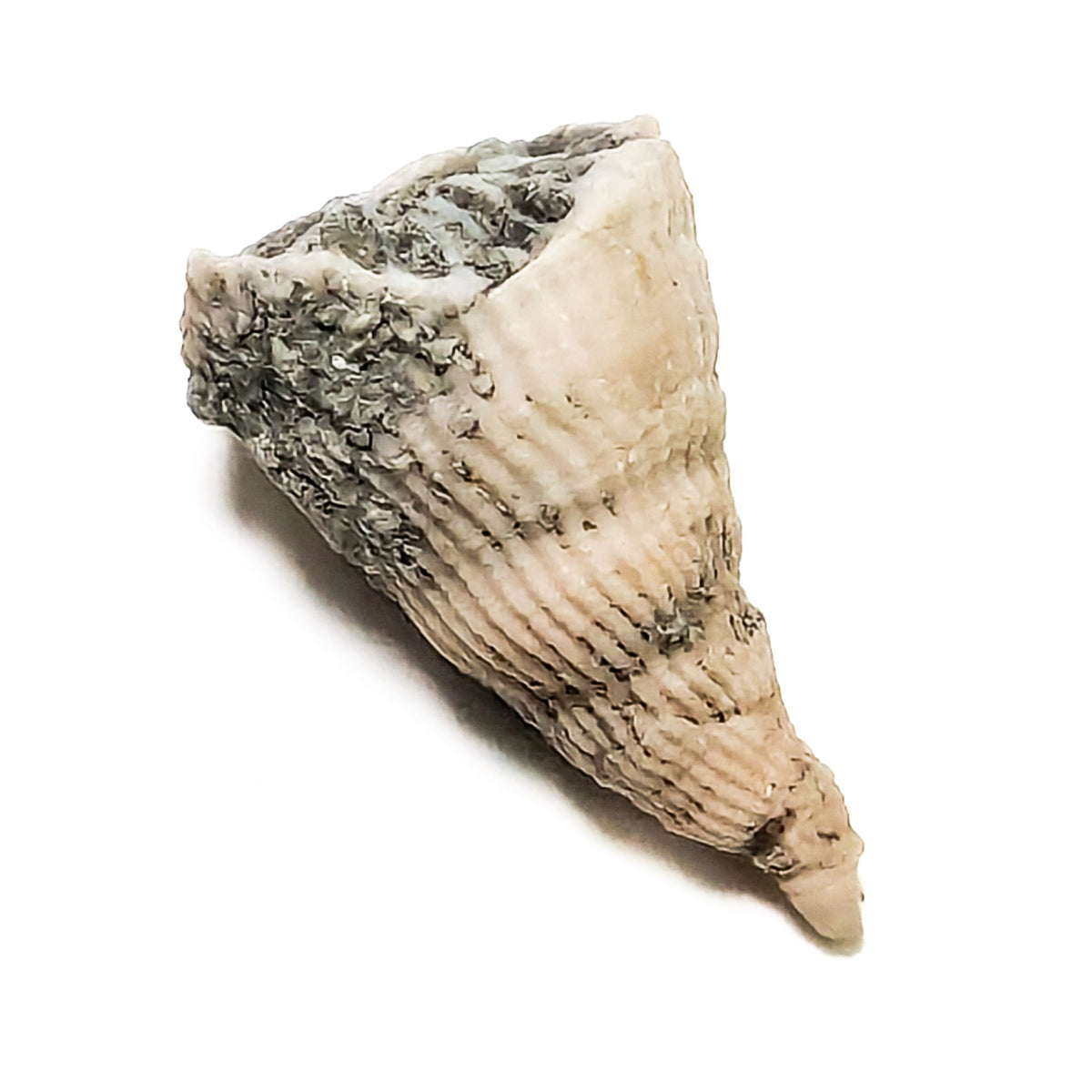Horn Coral fossil from Illinois, USA.