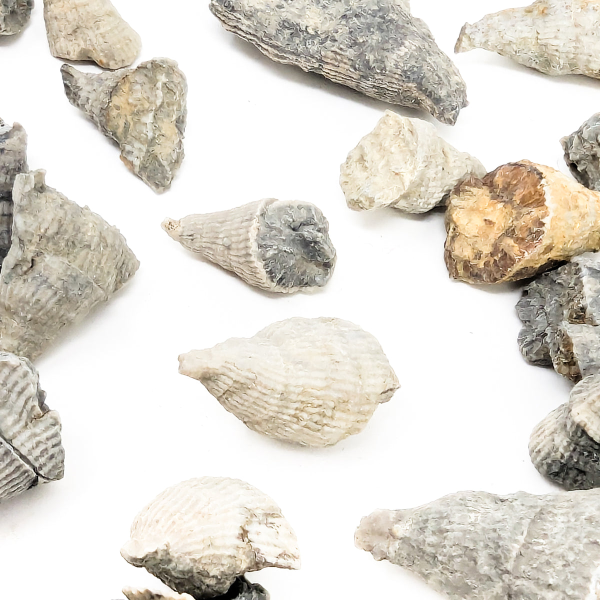 Horn Coral fossil from Illinois, USA.