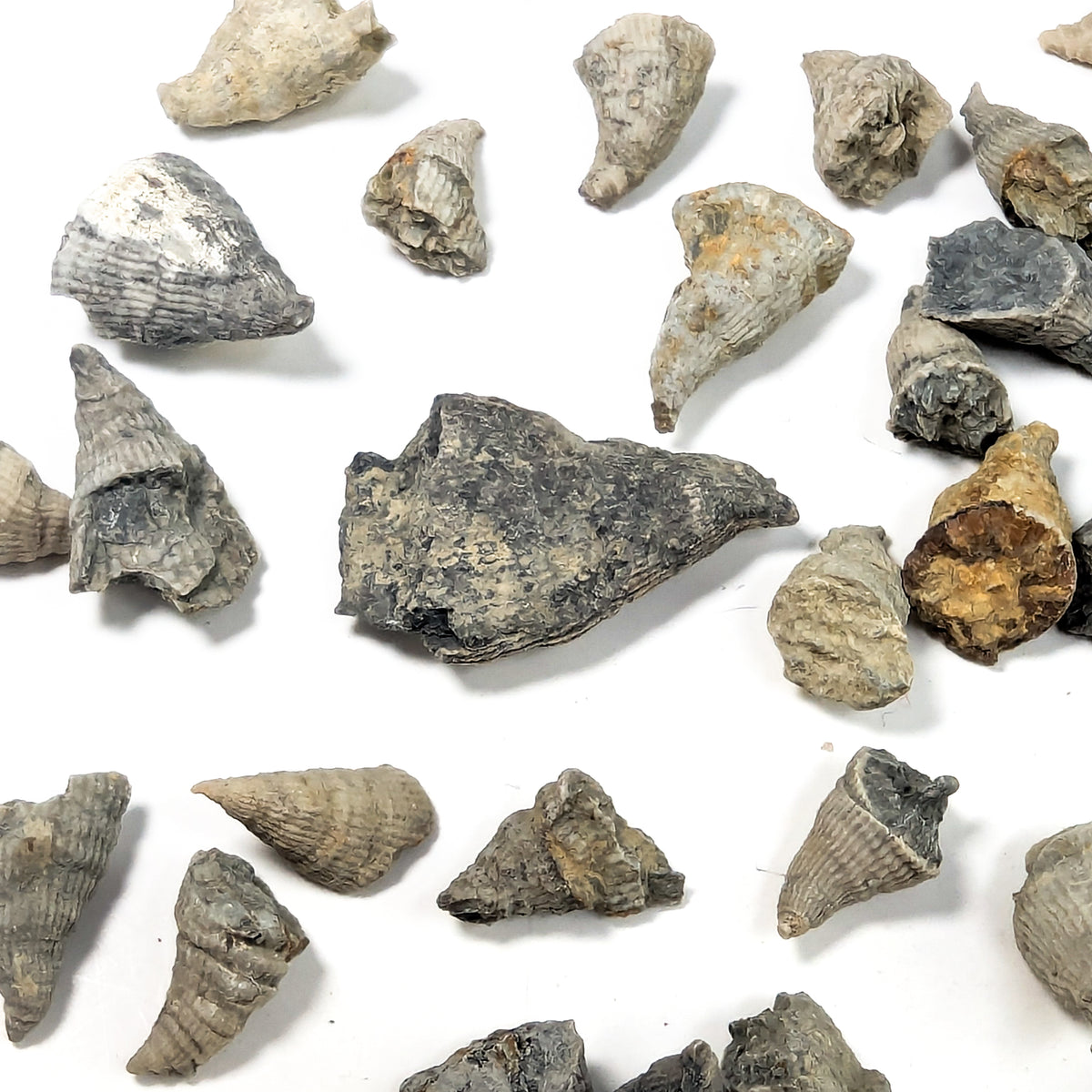 Horn Coral fossil from Illinois, USA.