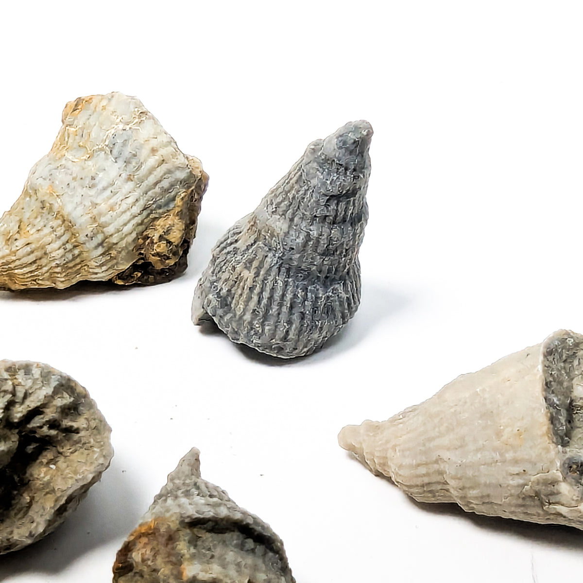 Horn Coral fossil from Illinois, USA.