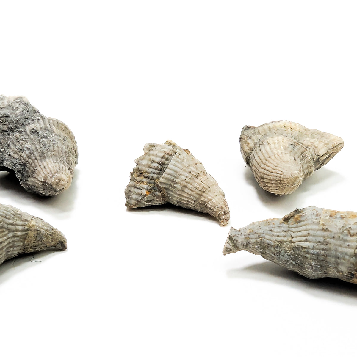 Horn Coral fossil from Illinois, USA.