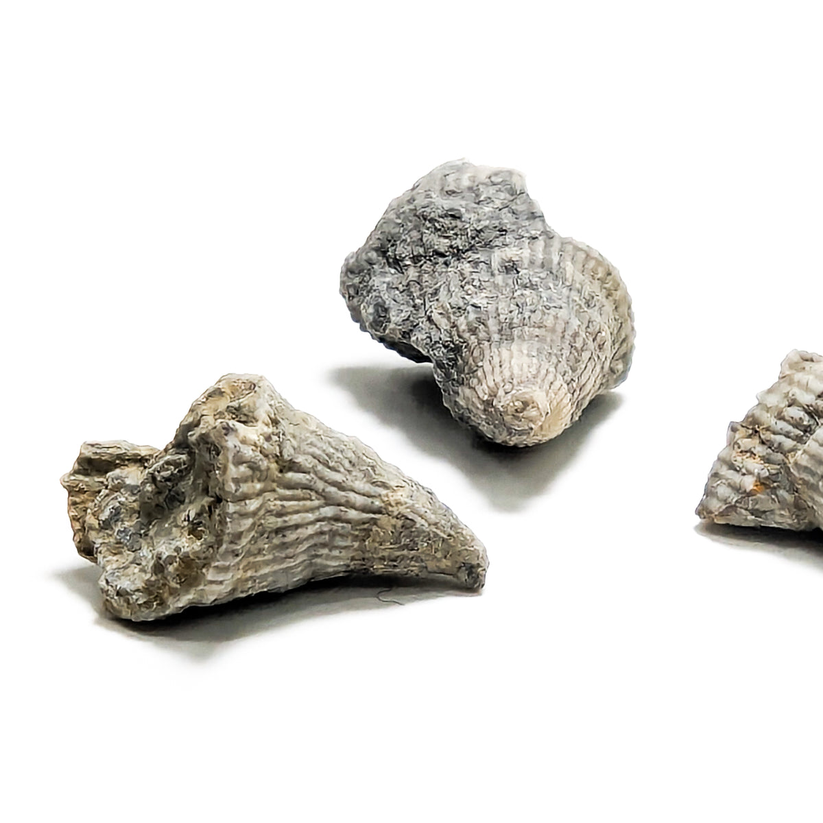 Horn Coral fossil from Illinois, USA.