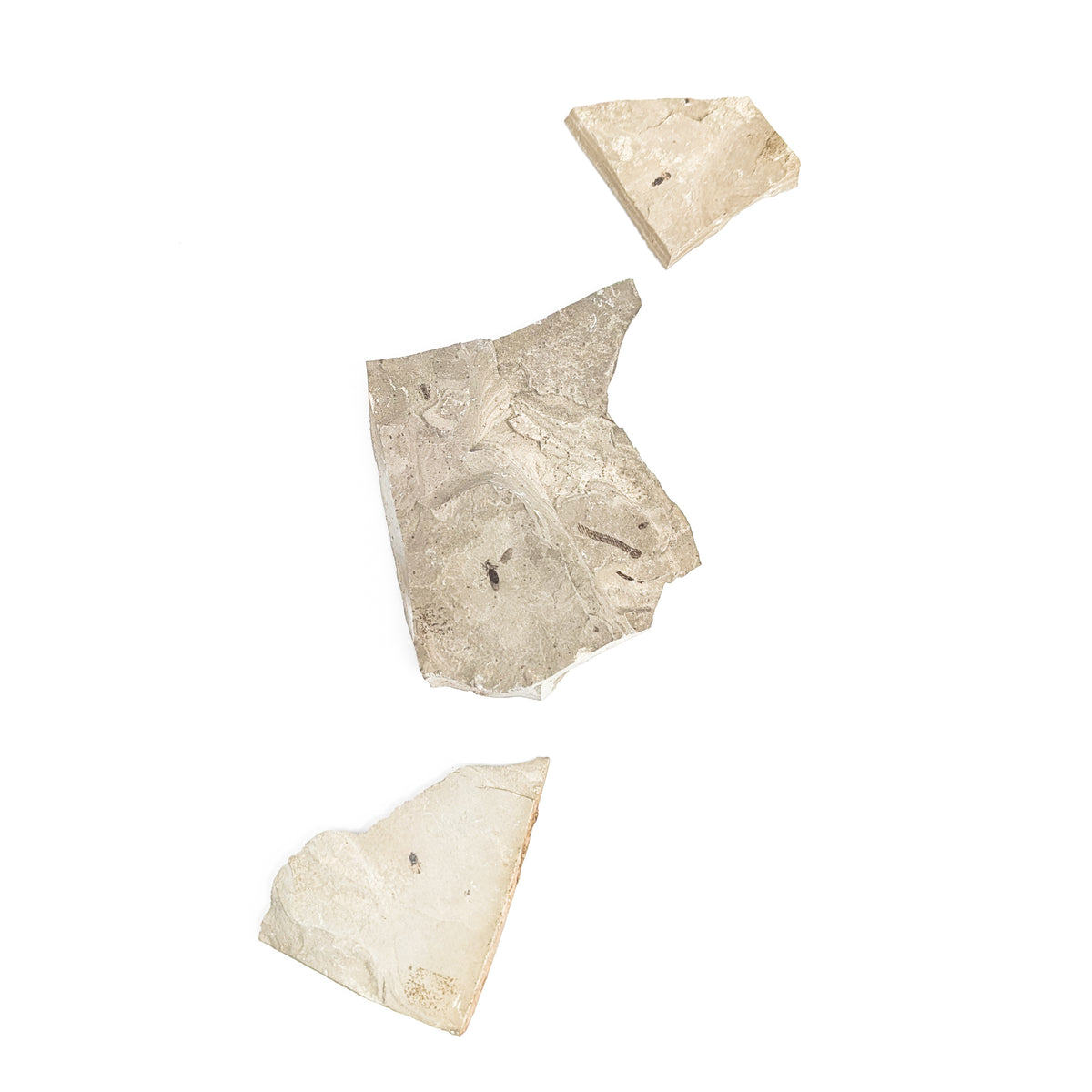 Insect fossil from Garfield County, Colorado, USA, Green River Formation, Eocene.