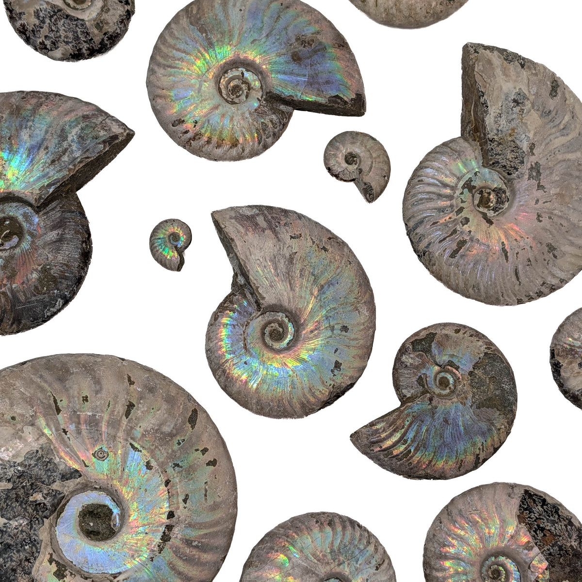 Iridescent Ammonites - Fossil - Madagascar - Era: Cretaceous