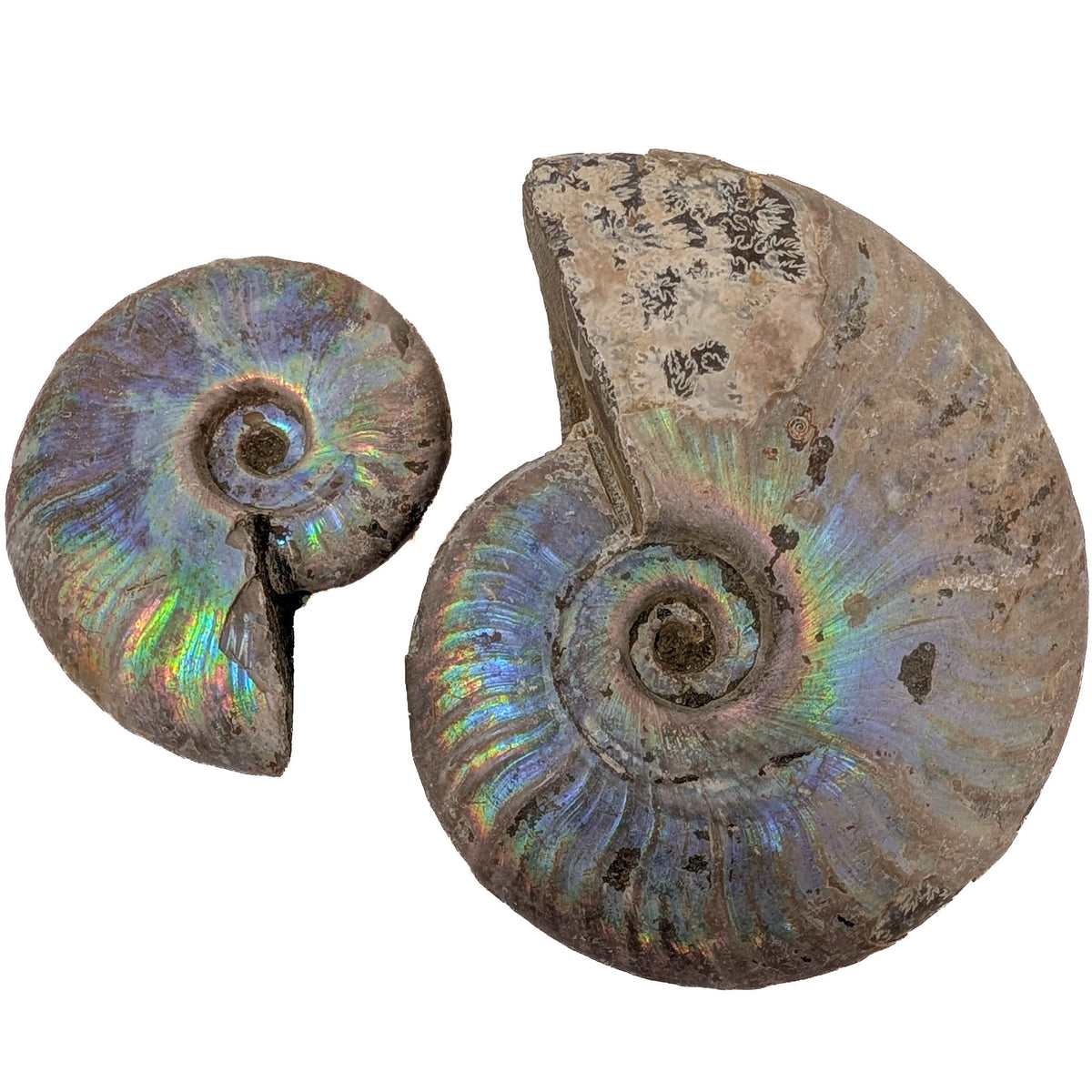 Iridescent Ammonites - Fossil - Madagascar - Era: Cretaceous