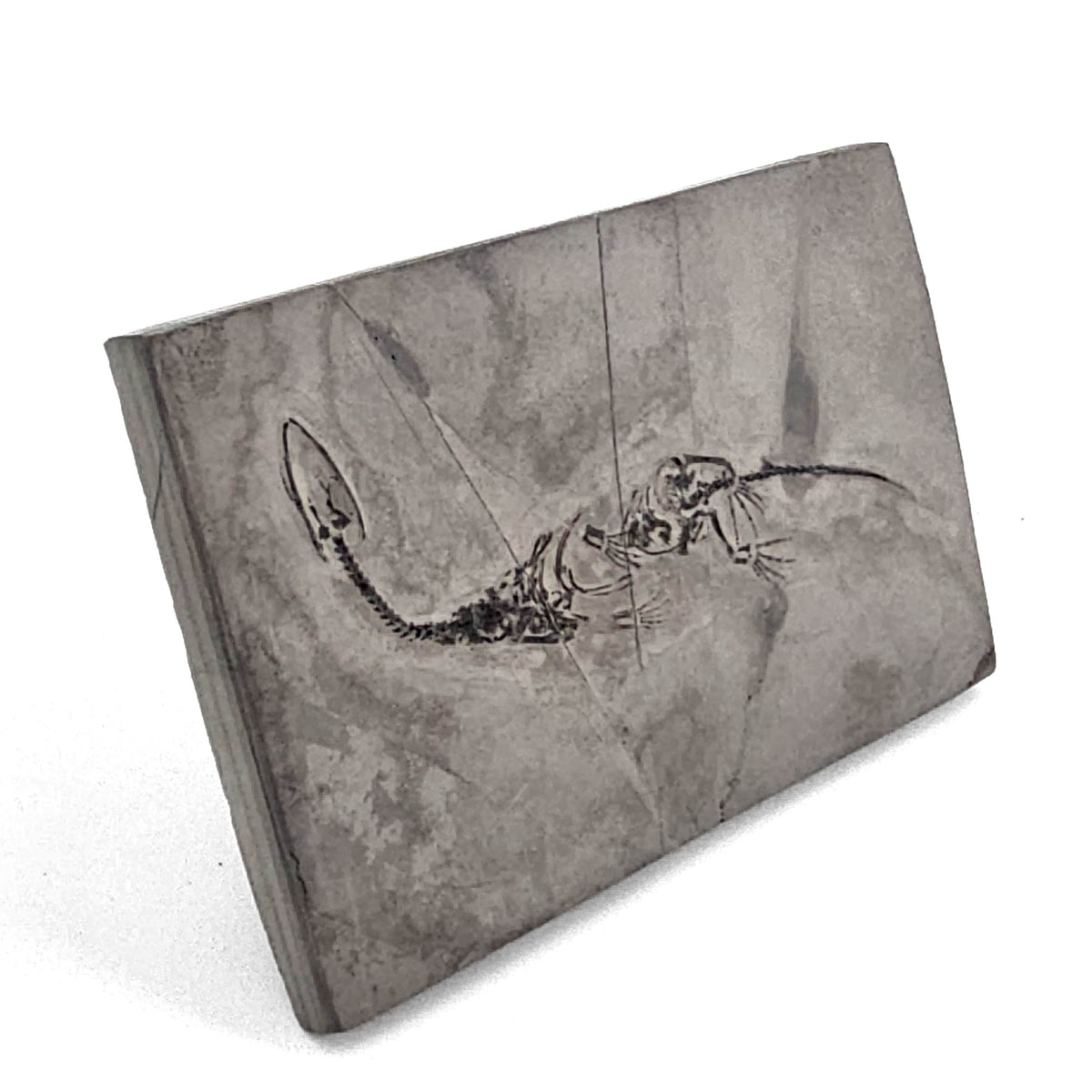 Keichousaurus fossil from Guizhou, China – slab at an angle showing the edge