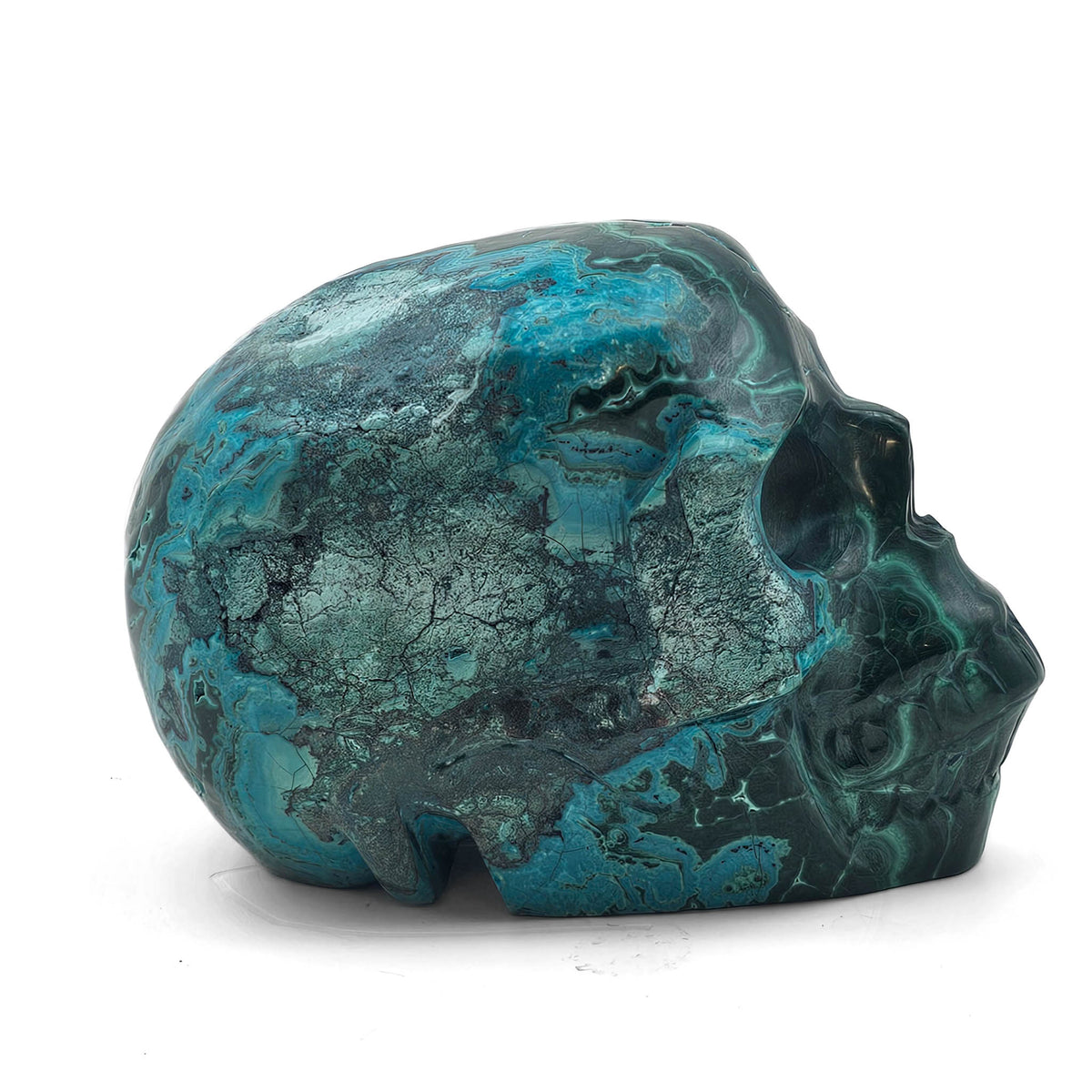 Malacholla skull.