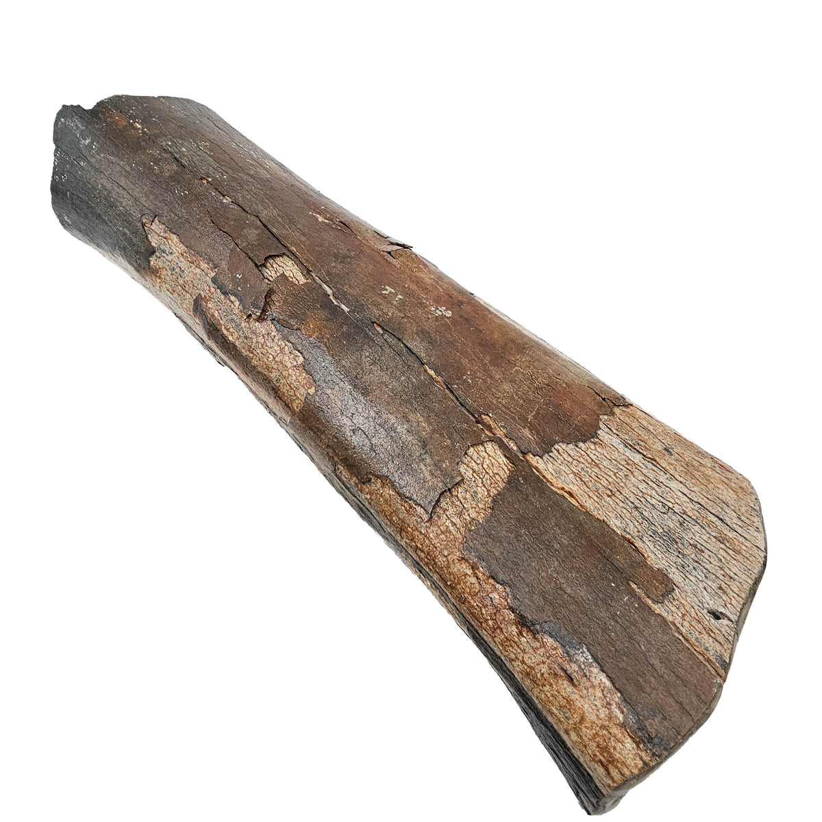 Mammoth Bone Fragment fossil specimen from the Southern North Sea (Doggerland), trawled by Dutch fishing boats.