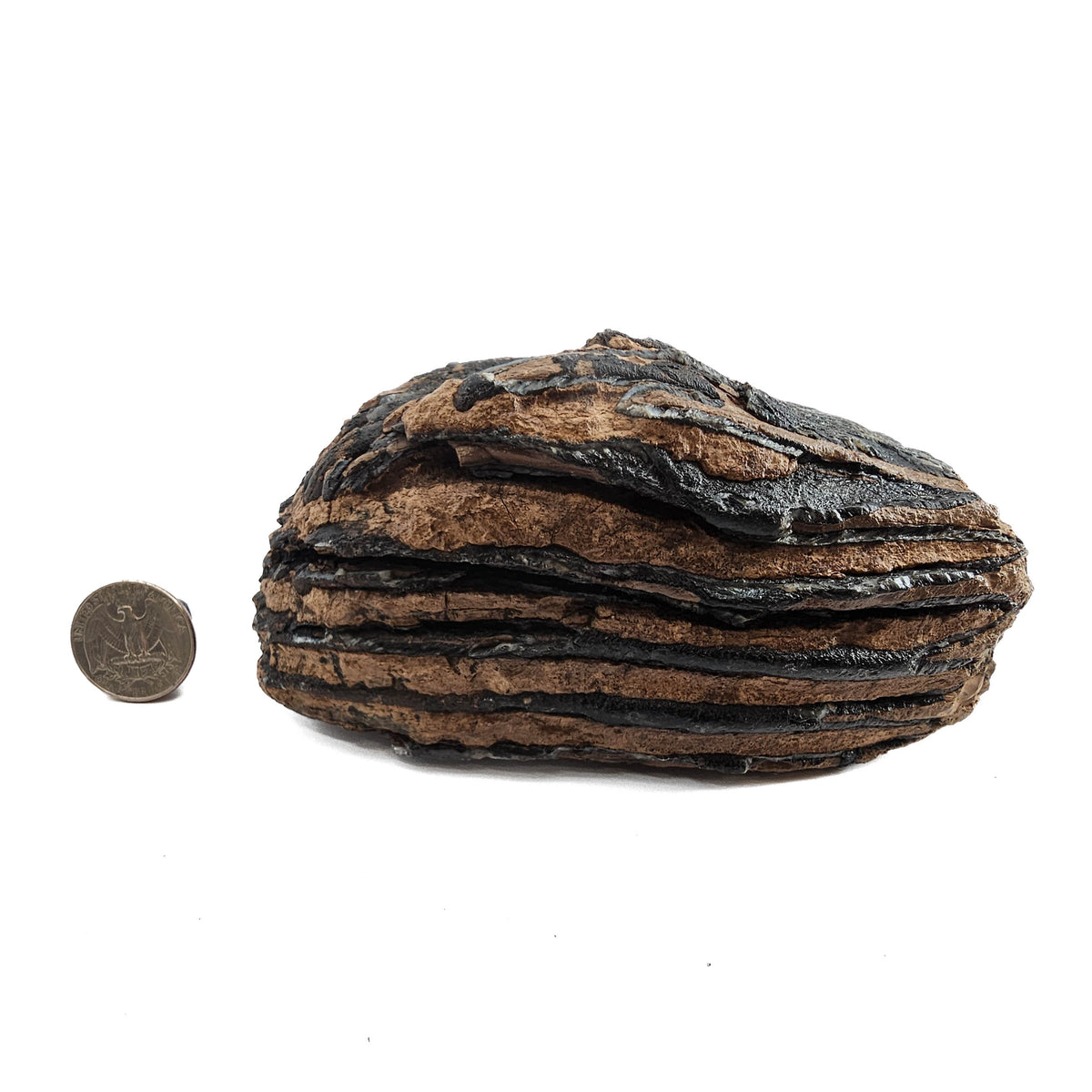 Mammoth Tooth fossil specimen from San River, Poland.