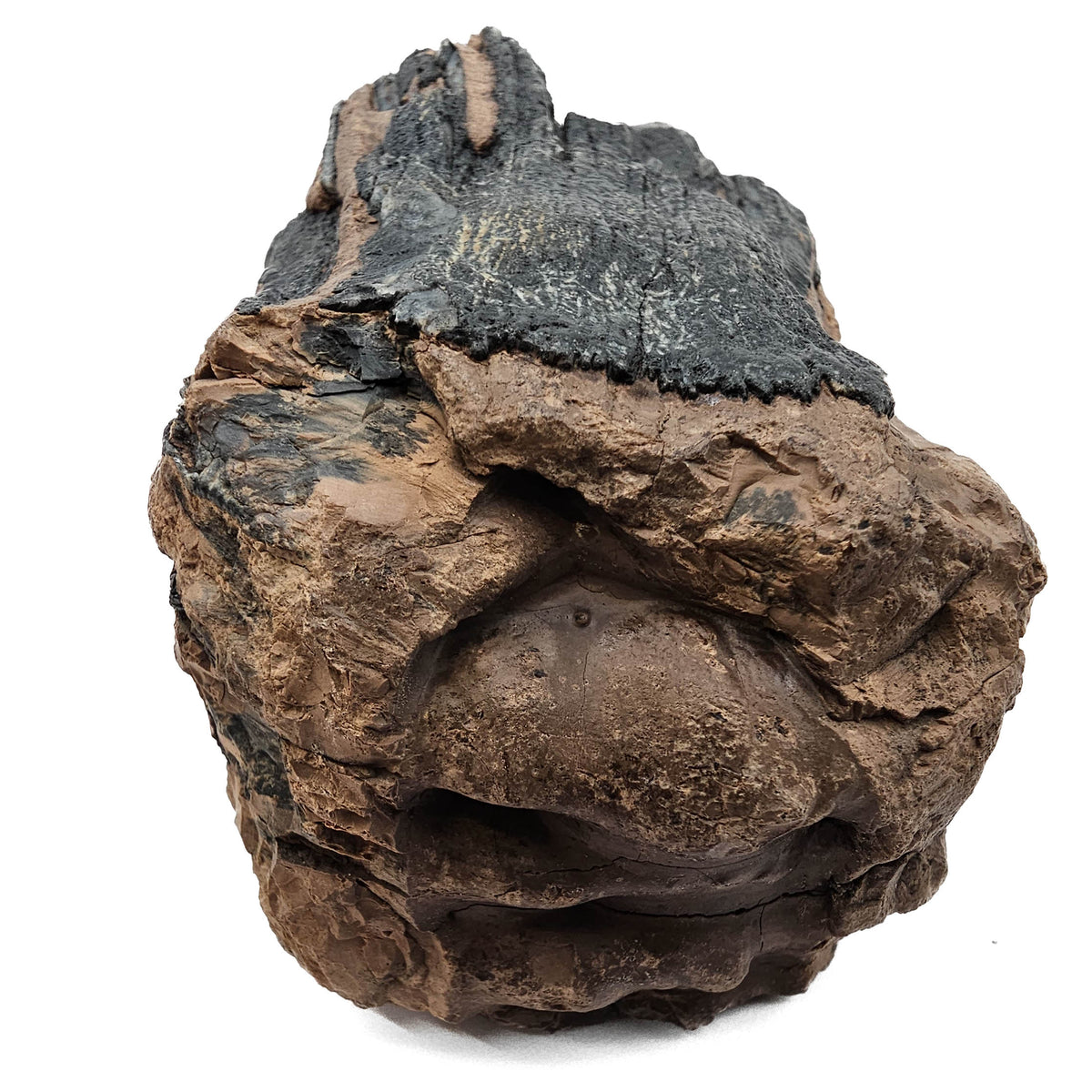 Mammoth Tooth fossil specimen from San River, Poland.