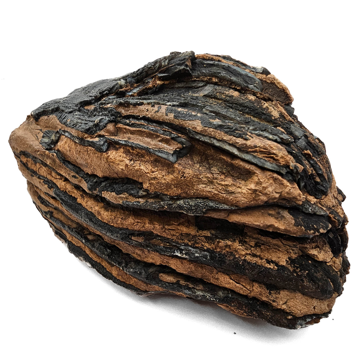 Mammoth Tooth fossil specimen from San River, Poland.