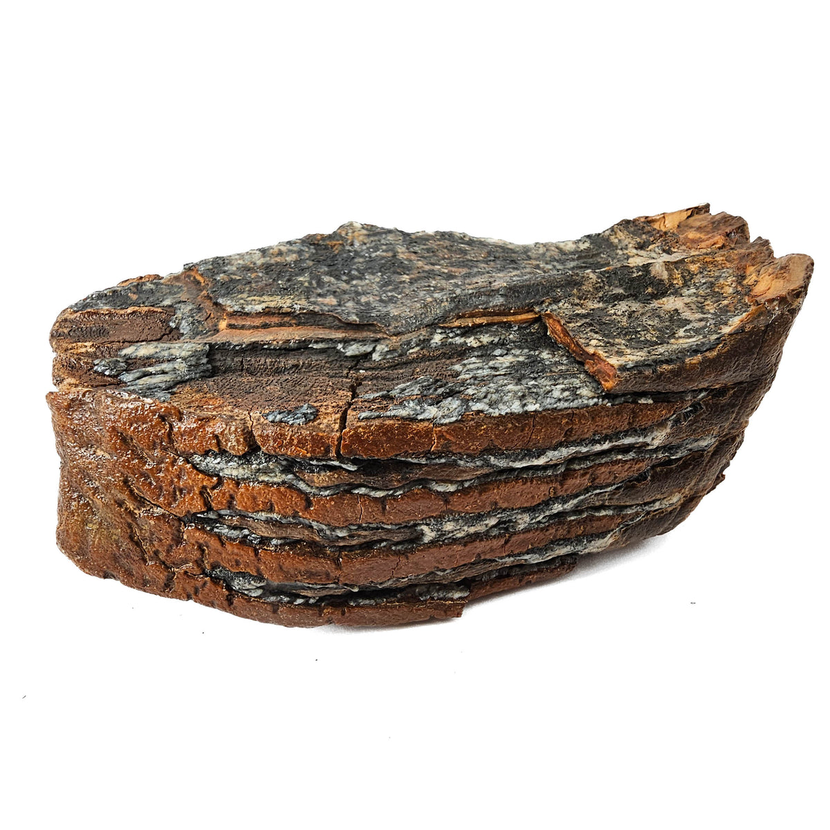 Mammoth Tooth fossil specimen from San River, Poland.