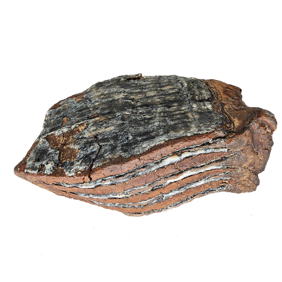 Mammoth Tooth fossil specimen from San River, Poland.