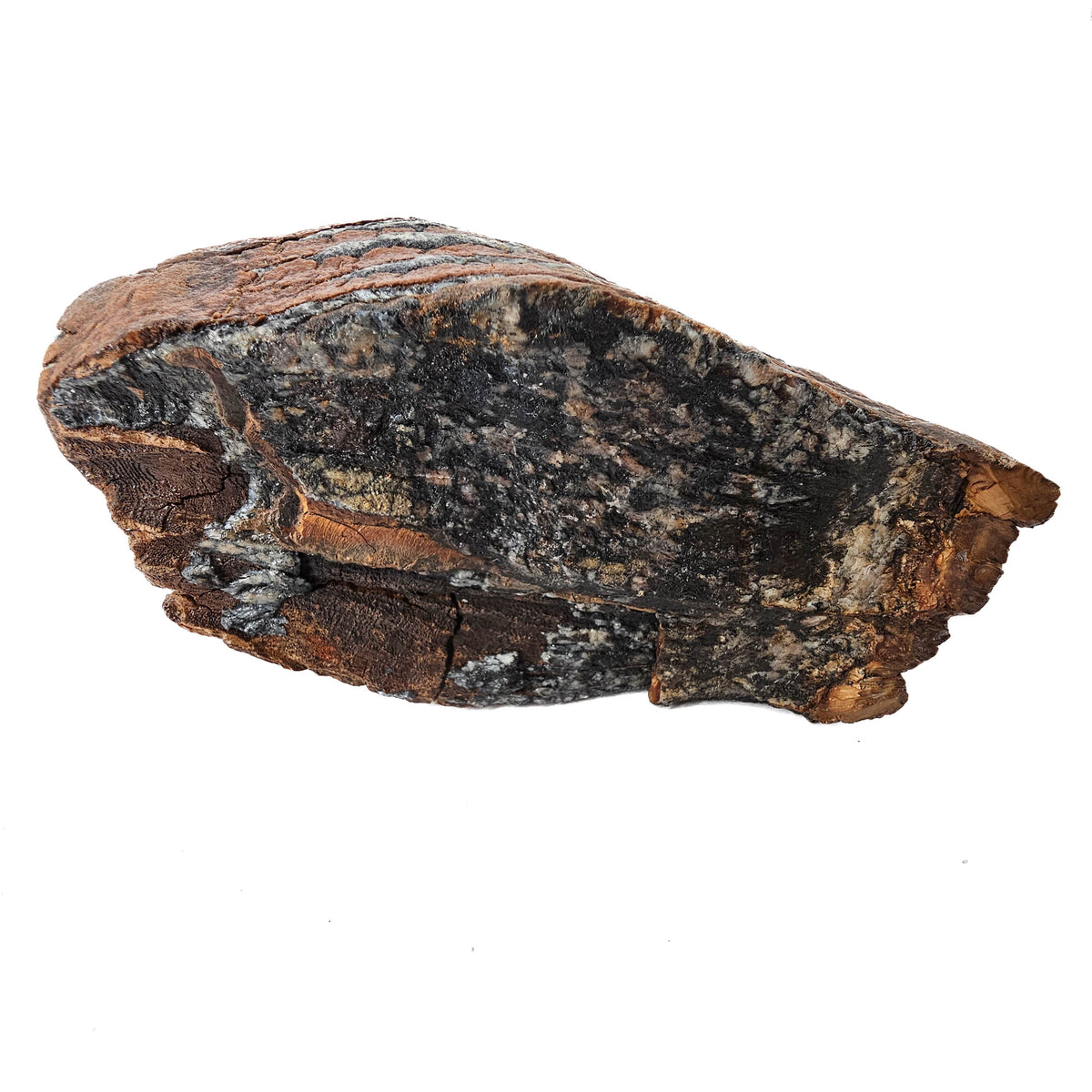 Mammoth Tooth fossil specimen from San River, Poland.