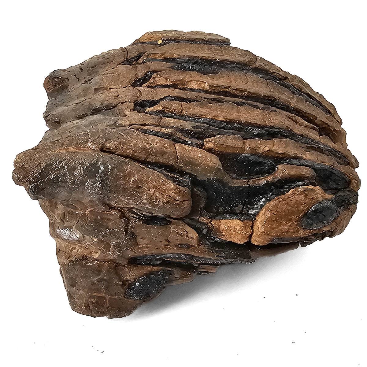 Mammoth Tooth fossil specimen from San River, Poland.