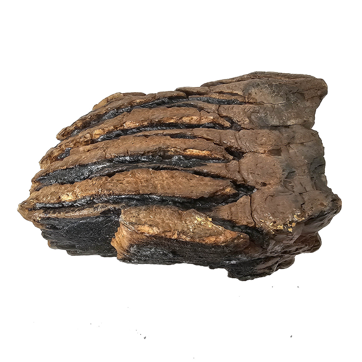 Mammoth Tooth fossil specimen from San River, Poland.