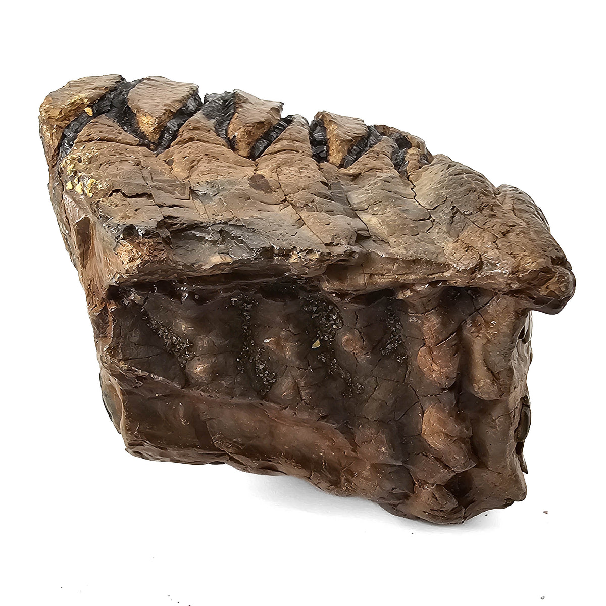 Mammoth Tooth fossil specimen from San River, Poland.