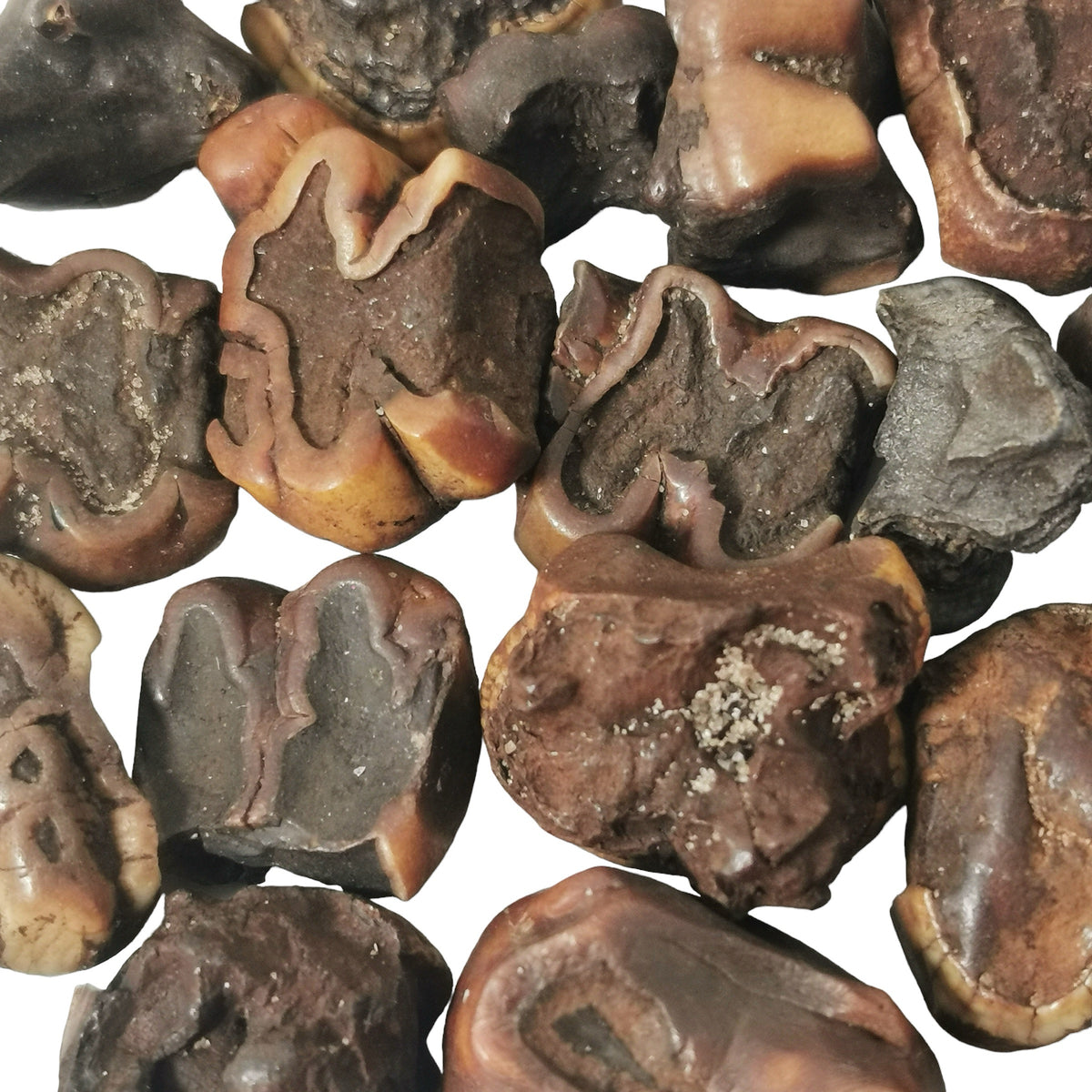 Manatee Tooth fossil from Florida, USA.