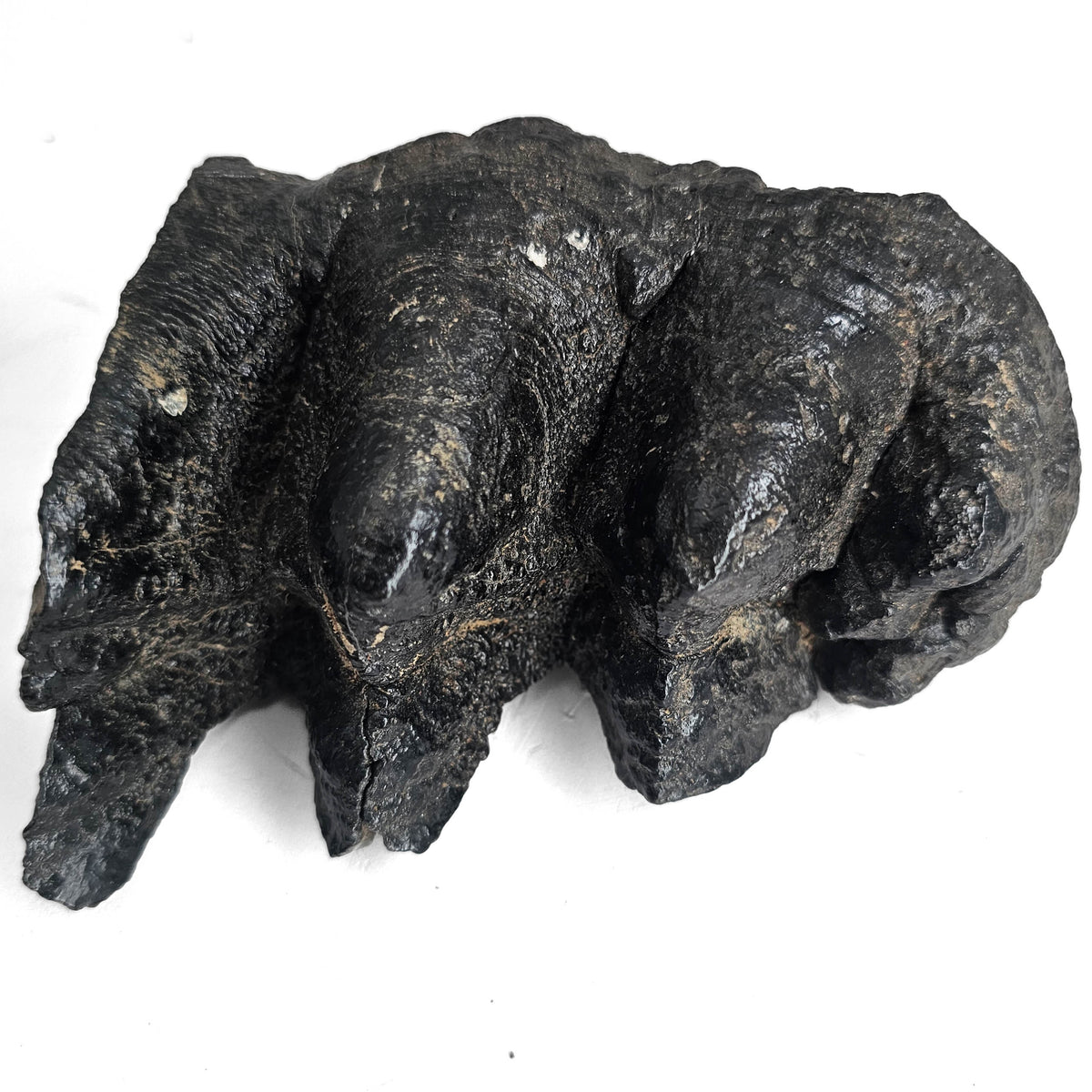 Mastodon Tooth fossil specimen from USA.