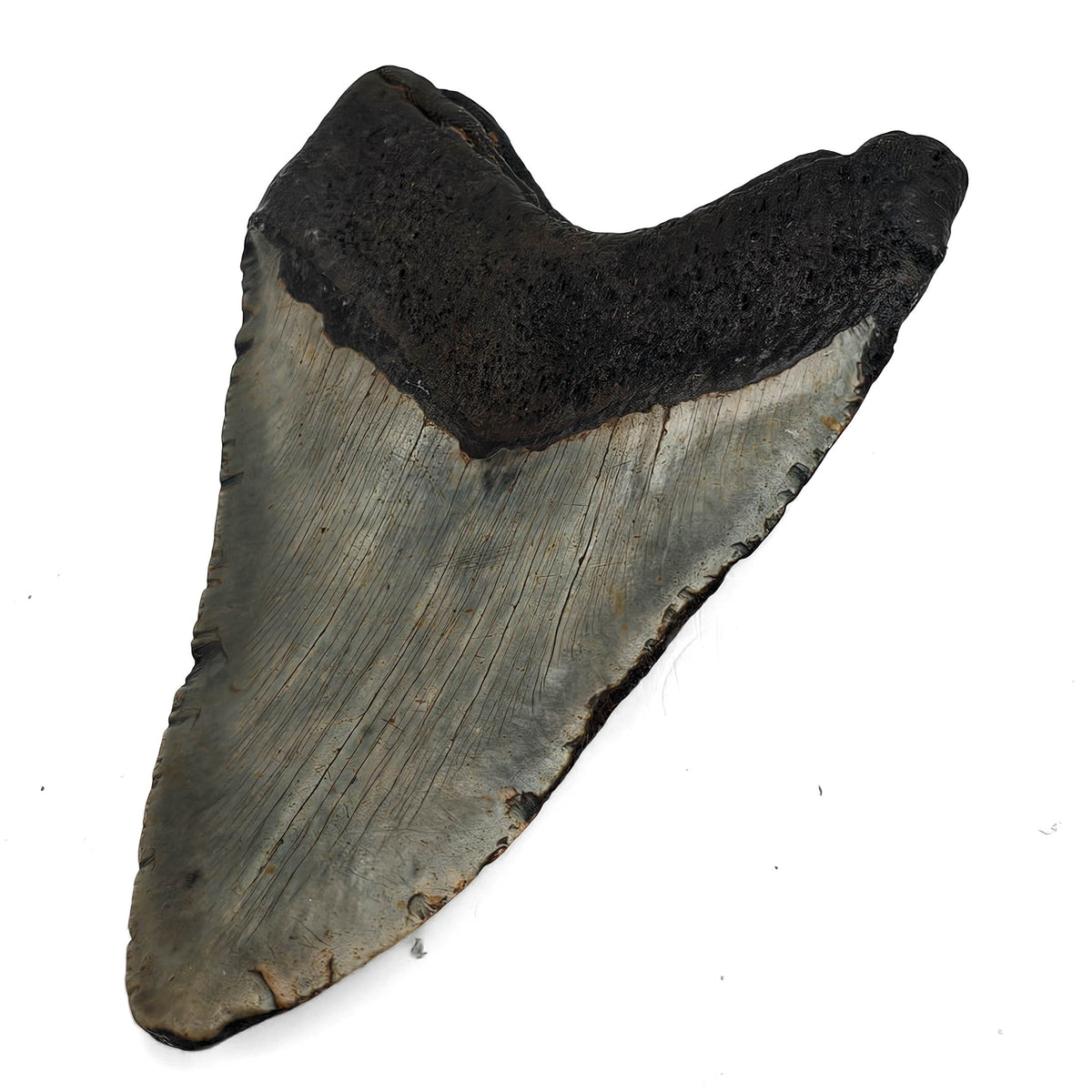 Megalodon Tooth fossil specimen from Peace River region, Florida, USA.