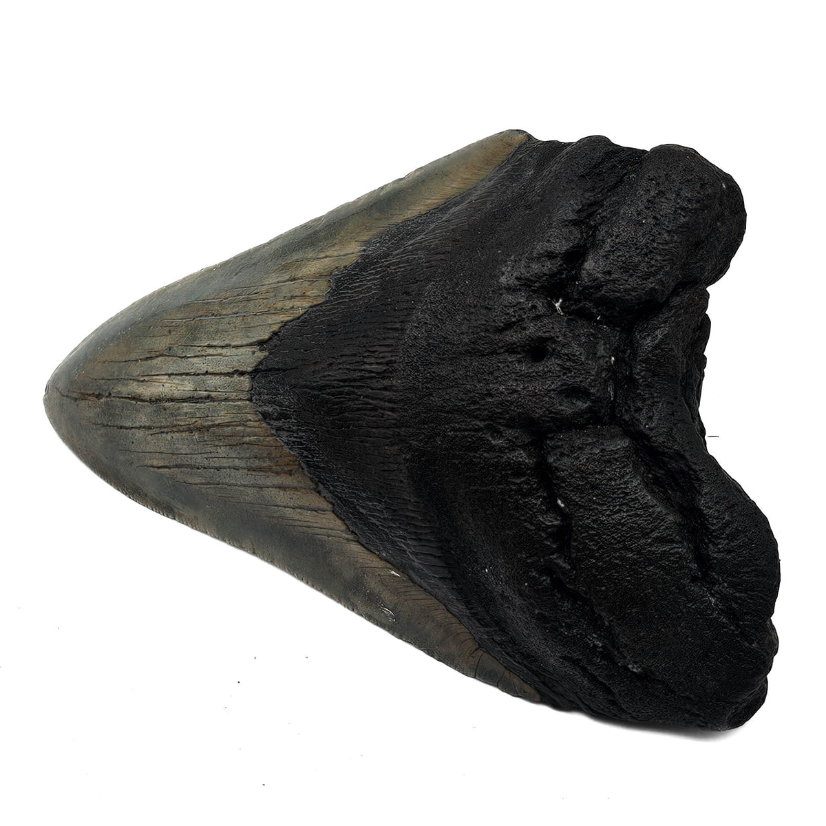 Megalodon Tooth fossil specimen from Peace River region, Florida, USA.