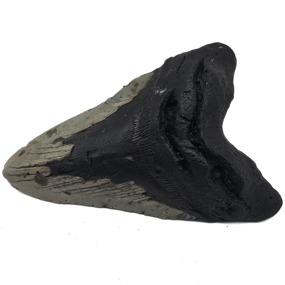Megalodon Tooth fossil specimen from Peace River region, Florida, USA.