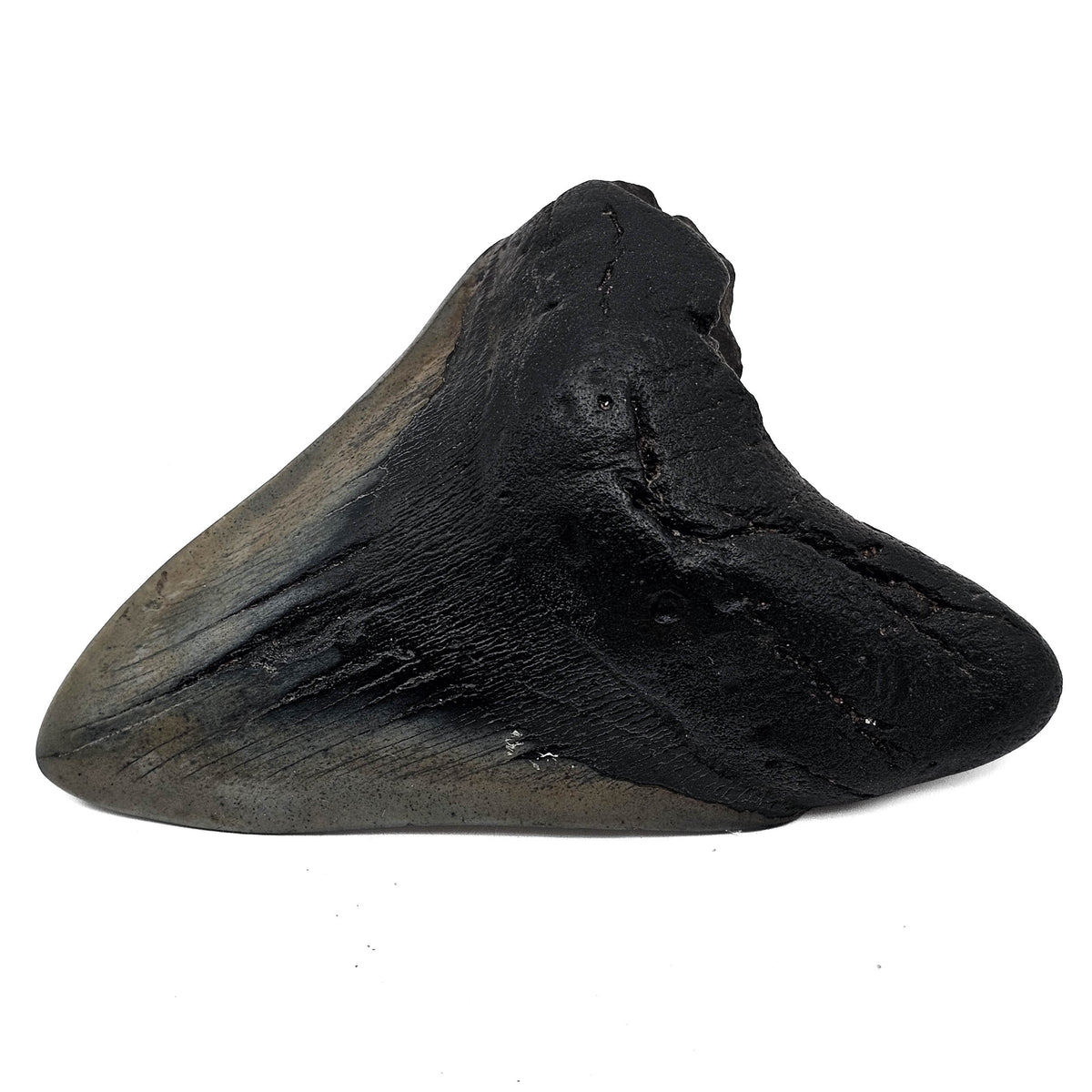 Megalodon tooth fossil from Peace River, Florida, USA – root side view