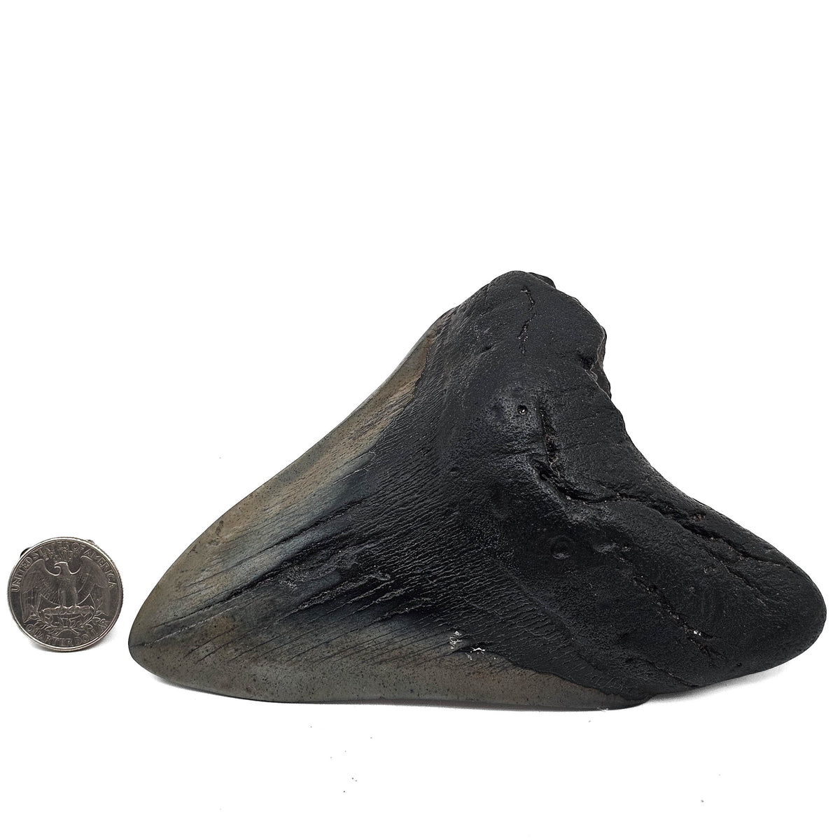 Megalodon tooth fossil from Peace River, Florida, USA – tooth beside a coin for scale
