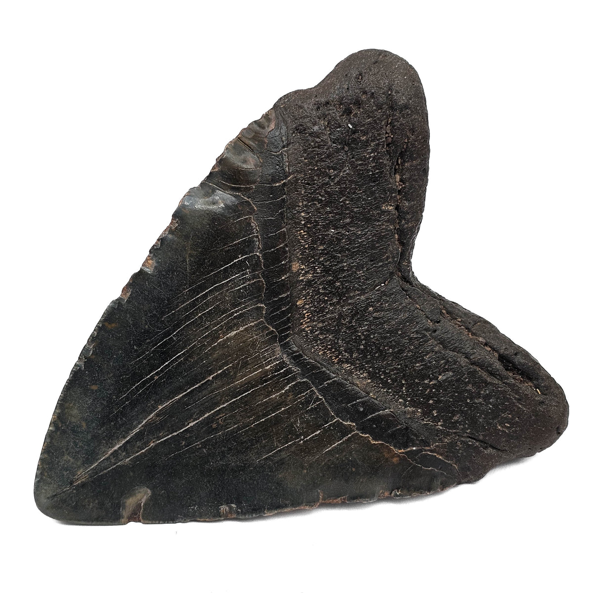 Megalodon Tooth fossil specimen from Peace River region, Florida, USA.