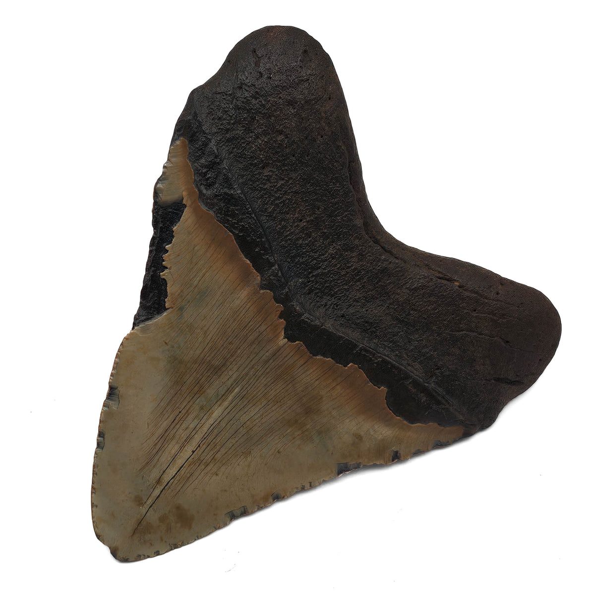 Megalodon Tooth fossil specimen from Peace River region, Florida, USA.