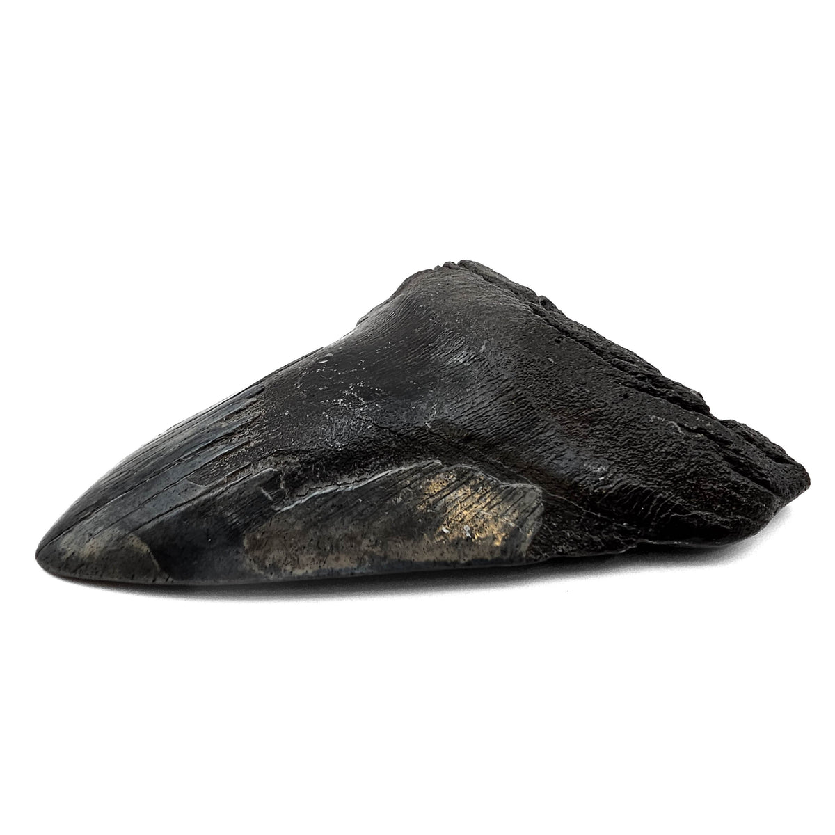Megalodon Tooth fossil specimen from Peace River region, Florida, USA.