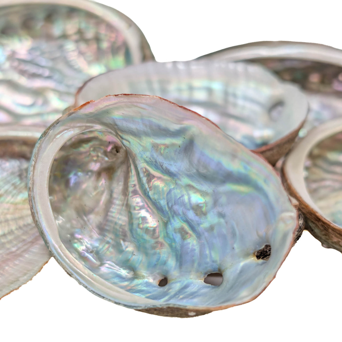 Mini Abalone - Shell from Australia, view 3 of 7