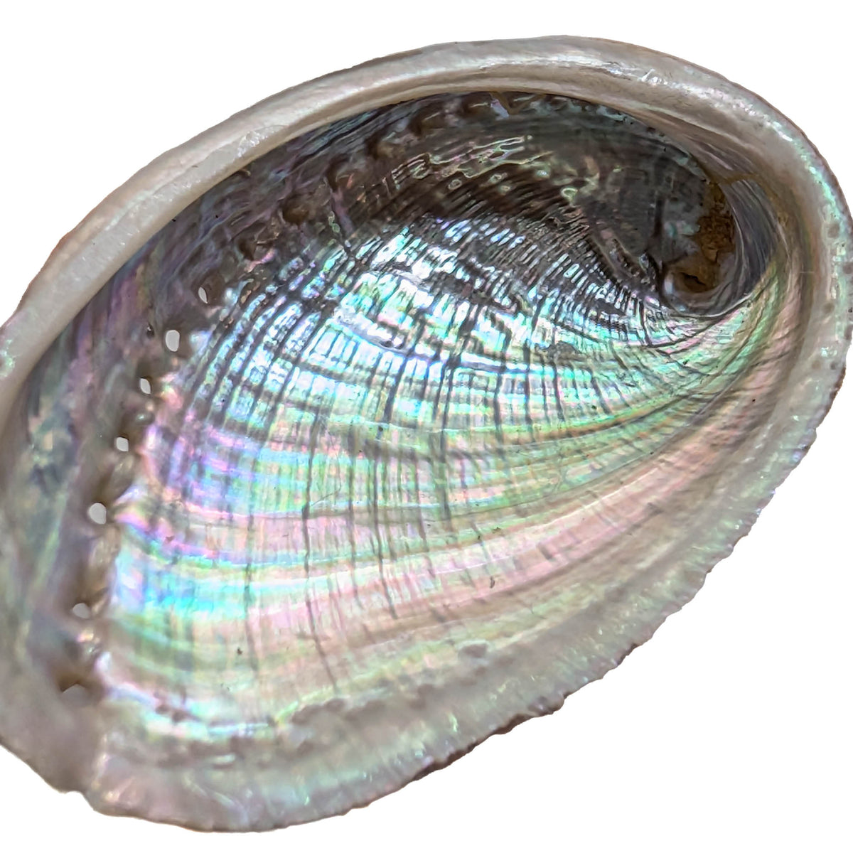 Mini Abalone - Shell from Australia, view 5 of 7