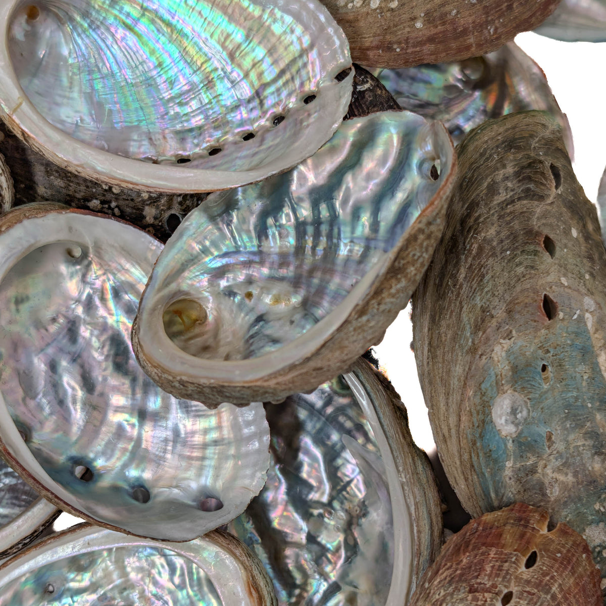 Mini Abalone - Shell from Australia, view 6 of 7