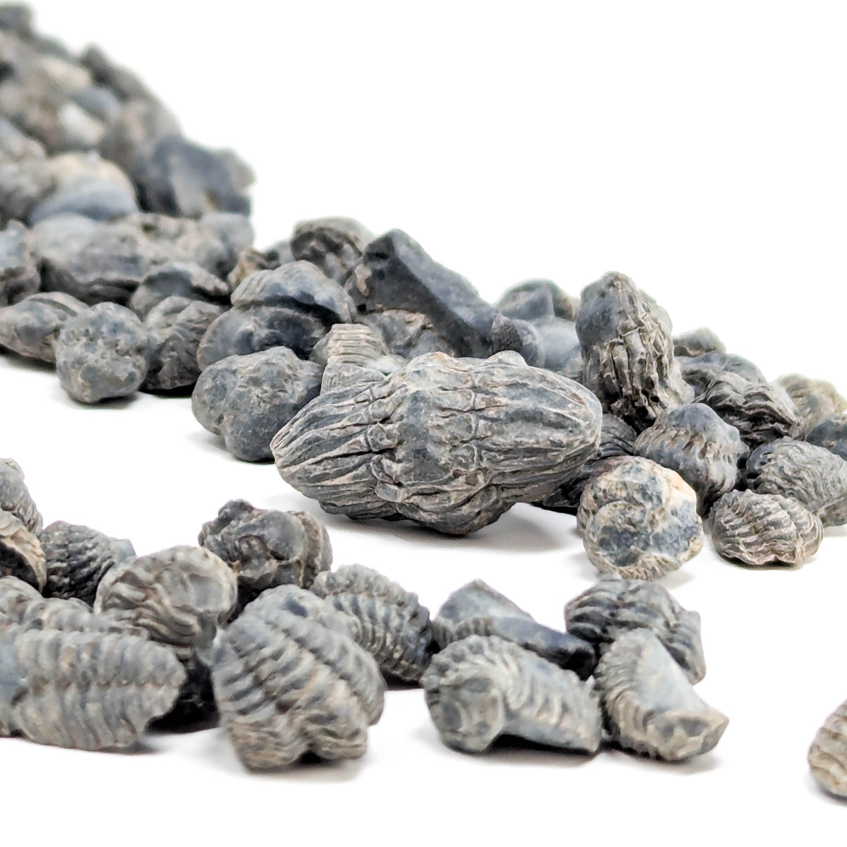 Miniature Trilobite (Acastoides) fossil from Morocco.