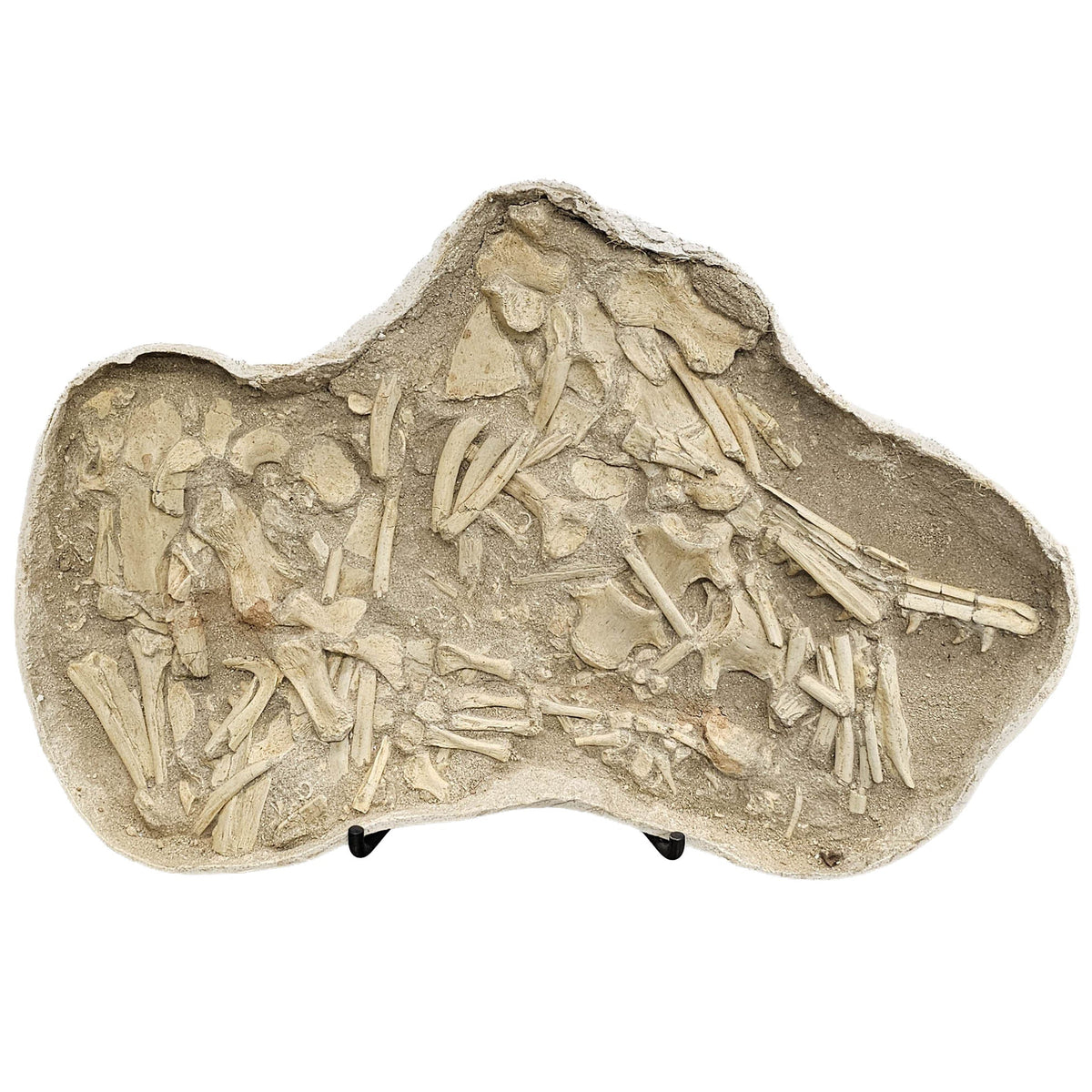 Mosasaurus Bones fossil in jacket statement specimen.