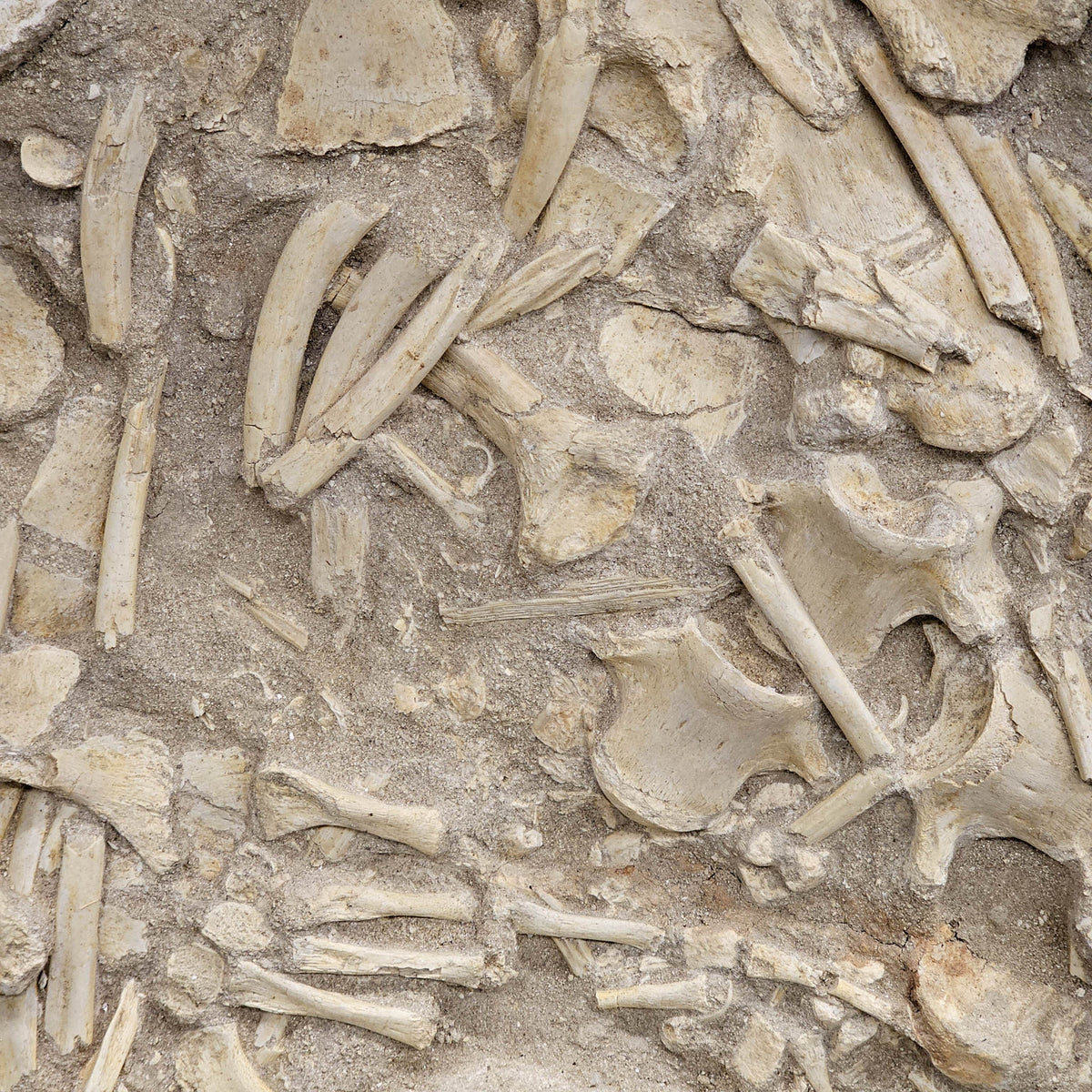 Mosasaurus Bones fossil in jacket statement specimen.