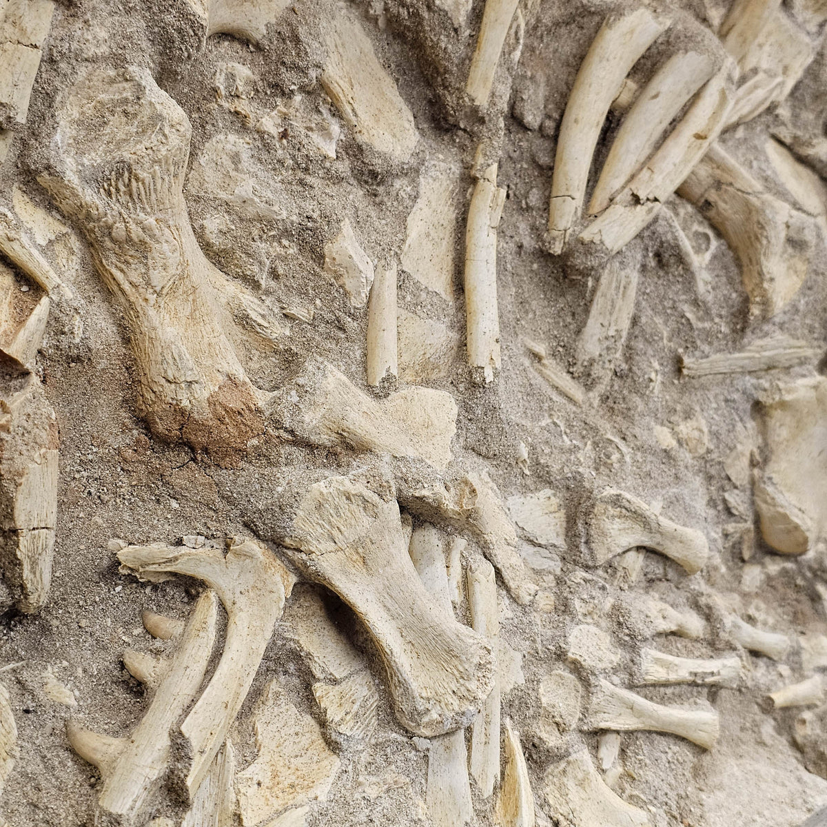Mosasaurus Bones fossil in jacket statement specimen.