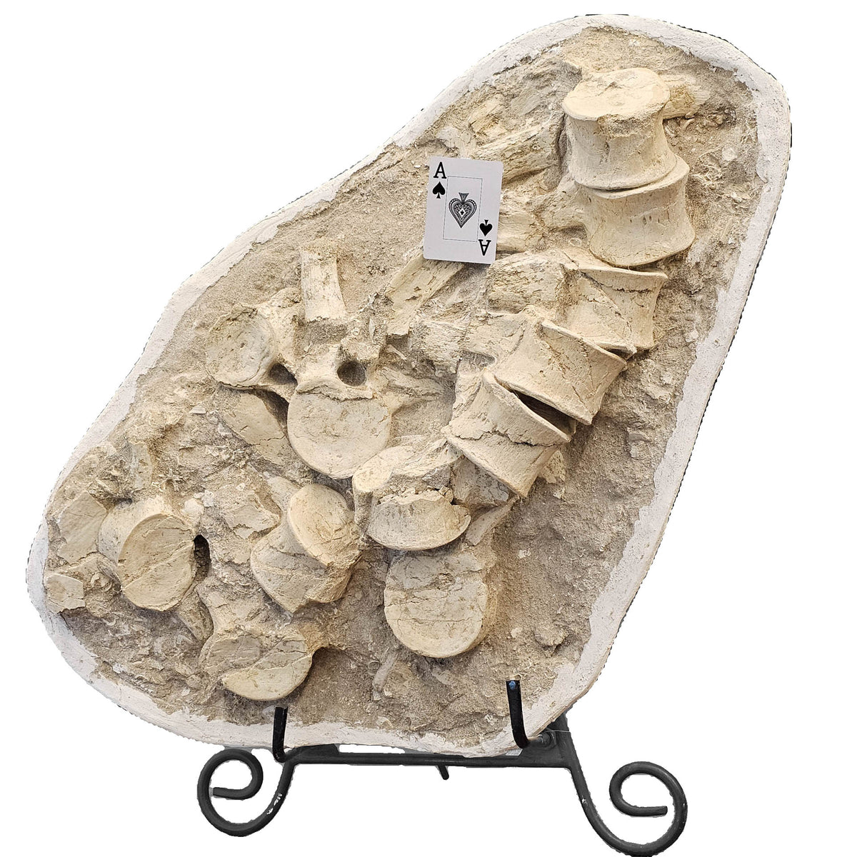 Mosasaurus Vertebrae fossil in jacket statement specimen.