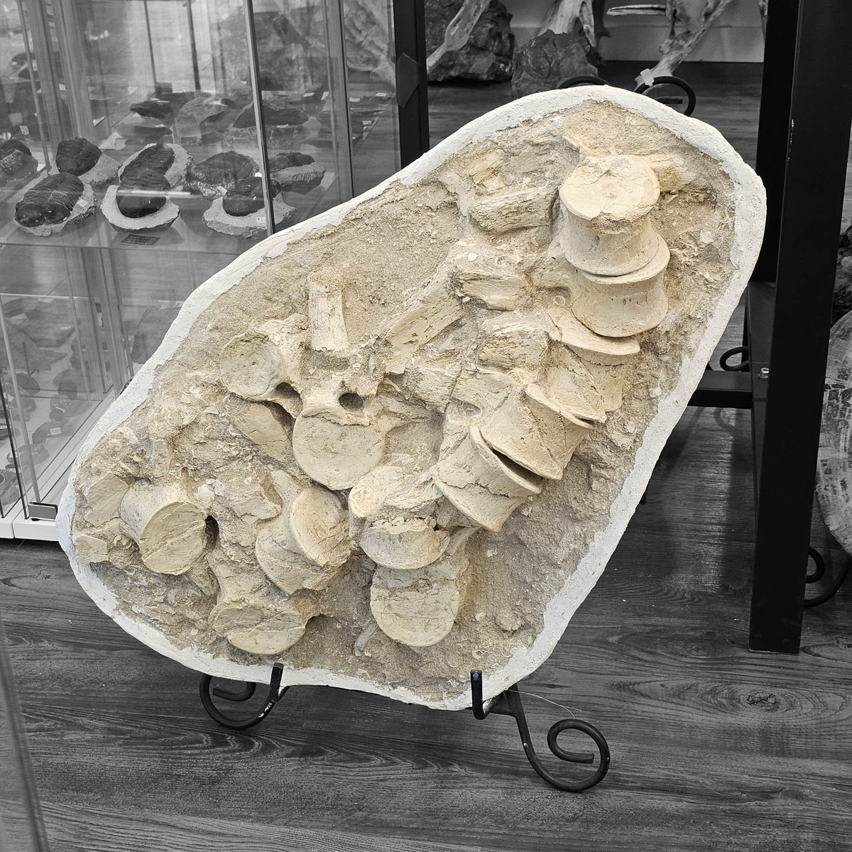 Mosasaurus Vertebrae fossil in jacket statement specimen.