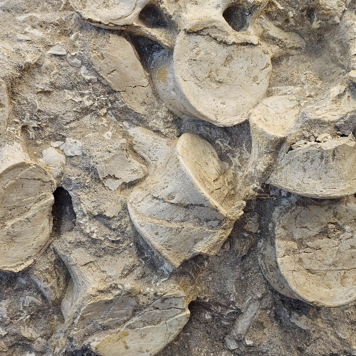 Mosasaurus Vertebrae fossil in jacket statement specimen.